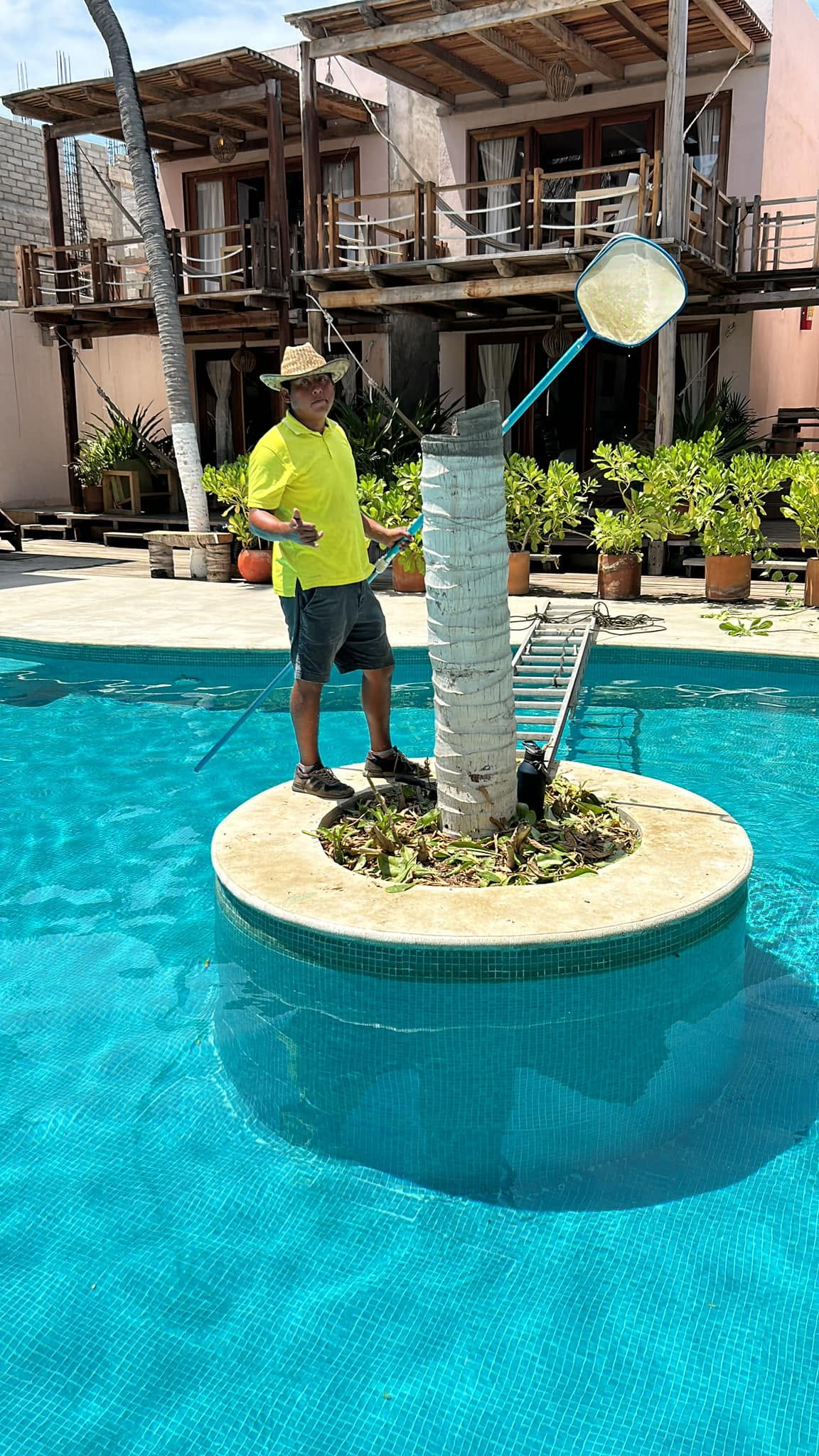 Mantenimiento de jardín y alberca: isla central con palma y plantas, servicio de El Edén