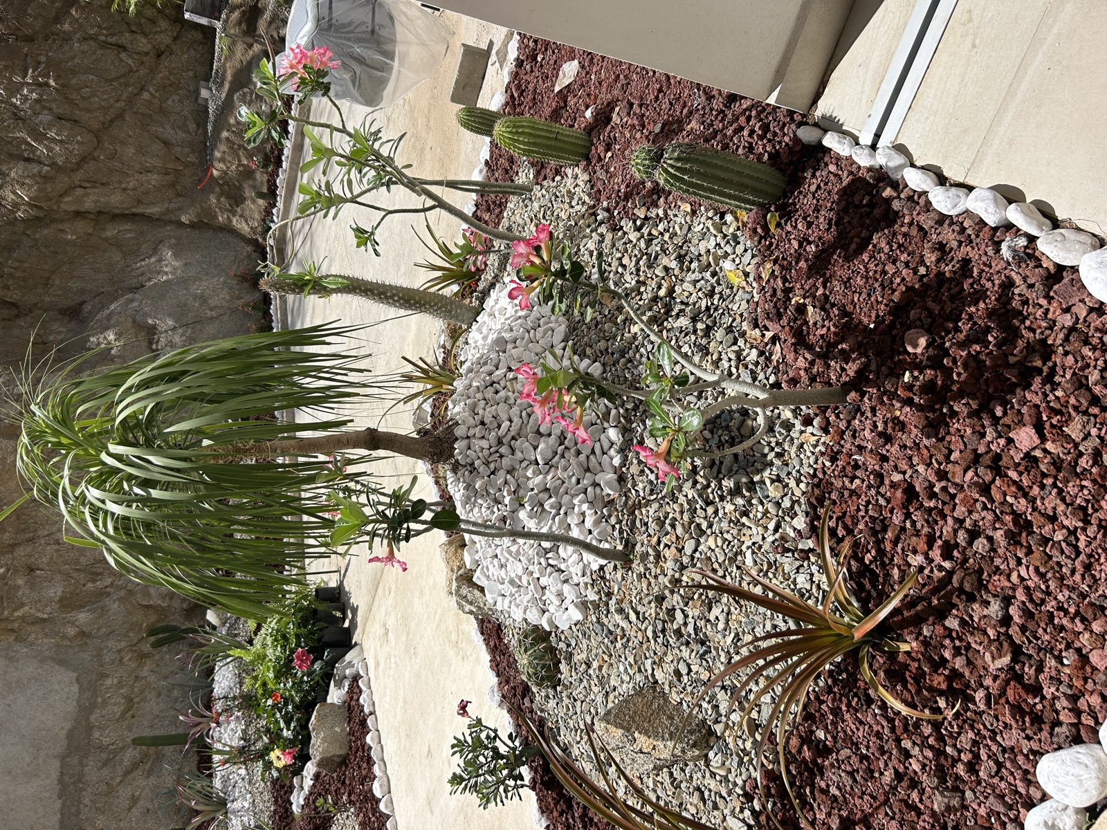 Jardín de cactus y suculentas sobre piedra volcánica, diseño de El Edén
