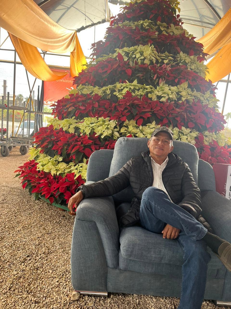 Don Jesús Reyes en el vivero frente a un gran árbol de nochebuenas rojas y blancas